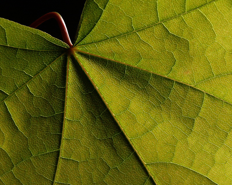 Blatt Pflanze A PICT0873 (7)_Bildgröße ändern.jpg - Studioblitz von rechts - Aufheller von links